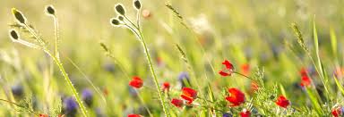 How To Choose Wildflower Turf Blog Turf Online