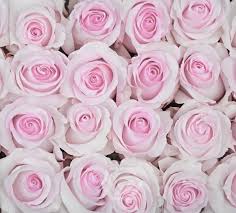 See the complete profile on linkedin and discover. Nena Tessacorp