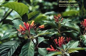 Image result for Hamelia patens