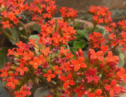 Kalanchoe Blossfeldiana Wikipedia The Free Encyclopedia Kalanchoe Blossfeldiana Plants Orange Flowering Plants