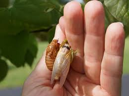 Almost every summer i receive several questions about strange bugs sitting motionless on fence posts, tree trunks, and other upright objects. Cicada Shells The Feminist Wire