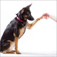 Bei fragen oder für weitere informationen zum produkt 101 hundetricks stehen wir ihnen selbstverständlich gerne mit unserem fachwissen und langjährigen erfahrung beratend zur seite. Tolle Hundetricks Zum Nachmachen