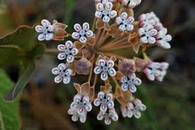 Image result for Asclepias buchwaldii