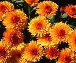 They are perfect annual flowers and do well in the texas winters, as they do not. Fall Winter Flowers In North Texas Winter Plants Fall Flowers Garden Winter Flowers