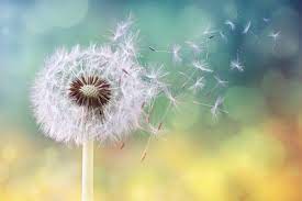 Dandelion Clock In Morning Sun Stock Photo Dandelion Clock Dandelion Seed Dandelion
