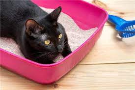 Cystite, stress, calculs, bouchons de matière organique… Que Faire S Il Y A Du Sang Dans L Urine De Votre Chat Comment Creer Une Maison Heureuse Pour Votre Animal De Compagnie
