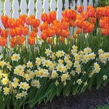 24 Wonderful Tulips Arrangement Tips For Your Home Garden Ideas Page 18 Of 26 Tulips Arrangement Plants Daffodil Gardening
