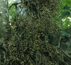 Image result for Ehretia obtusifolia