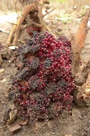 Image result for Sarcophyte