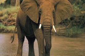 Resultado de imagen de fotos de animales en peligro de extinción