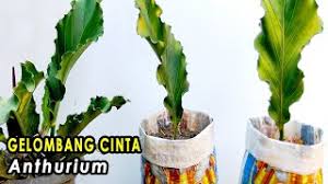 Akan tetapi puncak dari popularitas jenis bunga anthurium ini sebenarnya mencapai puncaknya pada tahun 2007. Dirahasiakan Akhirnya Terbongkar Juga Cara Nanamnya Gelombang Cinta Itu Seperti Ini Youtube