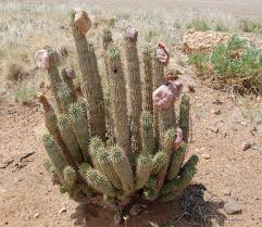 Image result for Hoodia