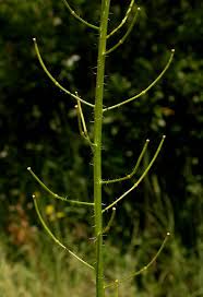 Image result for Sisymbrium burchellii