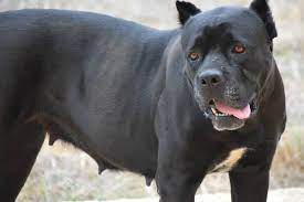 Cane corso dogs and puppies that are impossible to forget. Cane Corso Size How Big Is Cane Corso Full Grown Your Mastiff