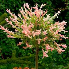 Harlekinweide Im Ca 26 Cm Topf Online Kaufen Bei Gartner Potschke Harlekinweide Pflanzen Ziergeholze