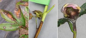 These fungi germinate and live in moist soils. Diseases Of Peonies Springerlink