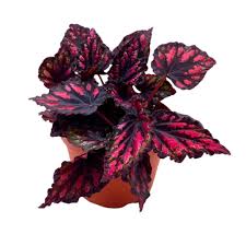Image result for Begonia rex