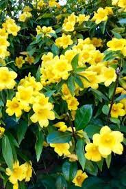 While flowering vines like climbing hydrangea and clematis are simple and beautiful ways to architect a garden, if not attended, they can easily outgrow your designs. 20 Best Flowering Vines Best Wall Climbing Vines To Plant