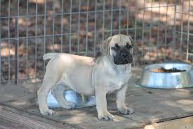 Maybe you would like to learn more about one of these? Boerboel Puppies For Sale Hidden Creek Dothan Al