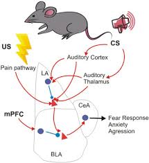 Melvin klooster (amsterdam, 21 december 1982) is een nederlands acteur en presentator. Resilience To Fear The Role Of Individual Factors In Amygdala Response To Stressors Sciencedirect
