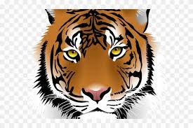 Foto kebun binatang sydney pamerkan bayi harimau sumatera. White Tiger Clipart Harimau Tiger Png Face Transparent Png 640x480 941575 Pngfind