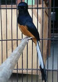 We did not find results for: Ciri Ciri Muraibatu Larwo Atau Murai Jawa Pamankicau