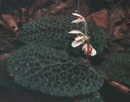 Image result for Begonia lacunosa