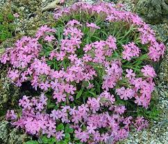 Image result for Silene kiwuensis