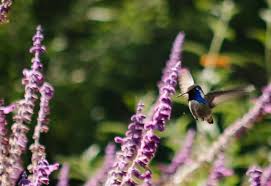 Maybe you would like to learn more about one of these? Create A Container Wildlife Habitat For Hummingbirds And Butterflies