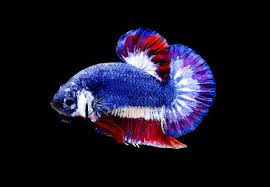 As kids we had so many but the only thing was these were violent fish and so we had to have separate bowls for them. Thailand To Honor Beautiful Violent Siamese Fighting Fish
