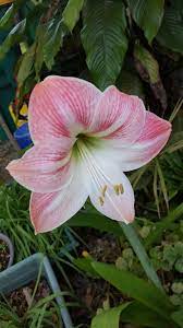 For more baby names inspiration, take a look at names meaning blue and fiery names meaning red. Pink And White Amaryllis Flower Names Unique Flowers Love Flowers