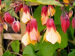 Bell vine, scented vine, nasturtium, ornamental even climbers: Top 10 Climbing Plants For A Small Trellis Climbing Plants Climbing Flowers Small Trellis