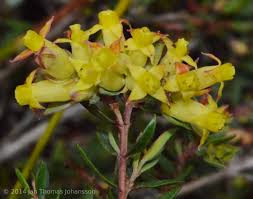 Image result for Penaeaceae