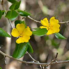 Image result for Hugonia elliptica