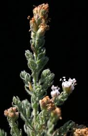 Image result for Cressa cretica