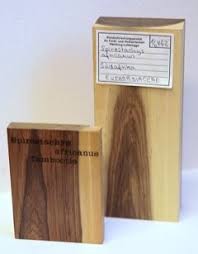 Image result for Spirostachys