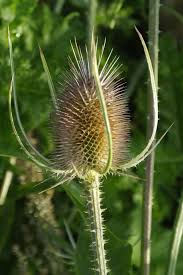 Image result for Dipsacus