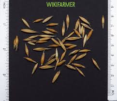 Image result for Avena sativa