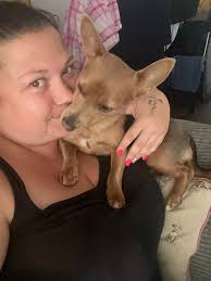 IMPORTANT‼️‼️‼️ Has anyone seen my ragdoll cat around the areas of  Hartlepool? We think she went missing last night around 11PM and haven't  seen her since , she's an indoor cat so