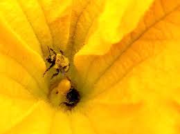 Check spelling or type a new query. Wild Bees Provide A Bigger Slice Of The Pie In Pumpkin Pollination Department Of Entomology