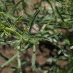 Image result for Hermbstaedtia