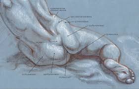 This muscular system chart shows in detail the deep layers of muscle on the back side of your body. Muscles Of The Leg And Foot Classic Human Anatomy In Motion The Artist S Guide To The Dynamics Of Figure Drawing