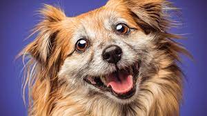 7,589 pet jobs hiring near me. Home Photography Ideas Capture Incredible Indoors Pet Portraits Digital Camera World