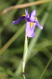 Image result for Moraea elliotii