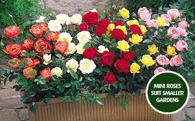 By planting varieties with different bloom times, you can have tulips blooming from early to late spring. Complete Guide How To Plant Roses Gardening Tips With J Parker S