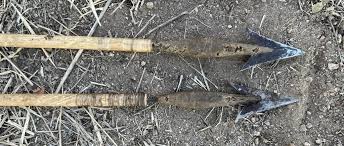 Image result for Strophanthus eminii