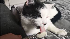 kediler yogurt yer mi kedilere yogurt verilir mi kedi rehberi