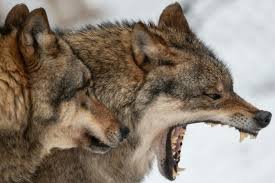 However, distinctions are made between varieties of wolves within these categories, organizing them into subspecies. Wild Wolves In Crosshairs Of German Politics