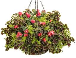 Image result for Impatiens oreocallis