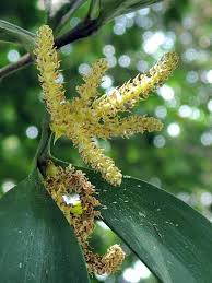 Image result for Nageia nagi